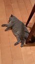 猫：我在等你拿小鱼干呢，我饿的不行了！