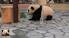 漂亮的熊猫宝宝慢慢走过来，一扭一扭的萌屁屁可爱到爆