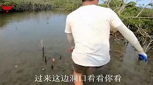 海南红树林螃蟹遍地跑，小诗哥一个箭步冲过去抓，惊险又刺激