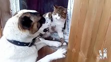 阿拉拜犬为了让猫咪陪它玩使尽浑身解数，没想到被猫咪一顿胖揍