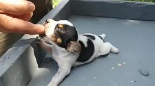 三周大的小猎犬宝宝 个头还没长起来就敢要咬你家主人的手指