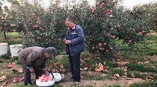 辽宁七旬老两口要摘六七万斤苹果，想请人帮着摘苹果，但请不来人