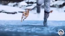 狗狗为救男主，寒天雪地跳进湖里，差点葬送自己的性命