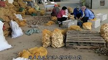 铁棍山药产地开挖，山药是咋生长的，用什么方法采挖？你见过吗？