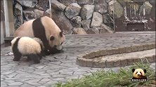 小姐妹在妈妈跟前一个劲儿撒娇，失宠的熊猫宝宝只能独自卖萌