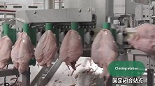 荷兰鸡胸肉脱骨流水线，机械刀精准到位骨肉瞬间分离！