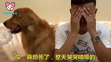 金毛把男主人气哭了，女主让金毛哄哄，金毛的反应亮了