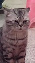 猫：天天在家呆着真愁呀，又没人陪我玩儿！