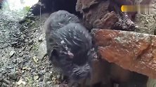 狗妈在脏乱潮湿的环境生下小奶狗，幼狗瑟瑟发抖，真可怜