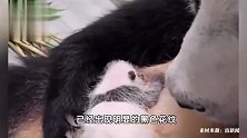 太可爱了！在韩大熊猫双胞胎满月照曝光，老二吐舌头卖萌