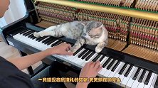 接受音乐洗礼的猫咪，天天躺在钢琴上，猫咪：不听音乐浑身不舒服