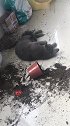 猫：妈妈你这花又叫我吃了，重新买一盆新花吧！