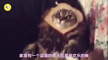 逗逼主人把吐司套在猫咪脑袋上,把猫咪玩坏了,猫生已无眷恋