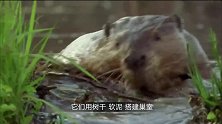 河狸咬断一棵树需要多久门齿犹如电锯，让人叹服！