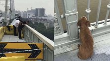 现实版的“忠犬八公” 主人跳桥轻生 狗狗守候不走