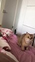 猫：别睡了，来陪我玩会儿，不然太无聊了！
