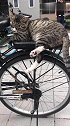 猫：这个真皮座椅真舒服呀！