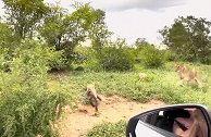 南非两雌狮偷袭睡着的鬣狗幼崽 结果被发现扑空