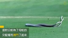 两条致命的黑曼巴蛇正扭打在一起牠们为了母蛇交配权而搏斗