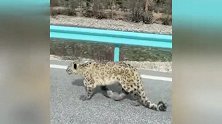 四川甘孜州巴塘县拍到雪豹：一只从公路上缓慢走过，另一只沿河滩往下游走