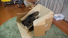 大肥猫纵身一跳把纸壳箱压塌了，猫：这质量也太差了
