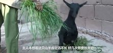 网友：这真是一只身残志坚的山羊动物的求生欲往往比人要更强烈