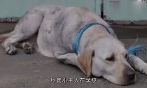 现实版“忠犬八公”两年每天都去学校接小主人