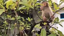 猴仔闯民宅，胆子好大