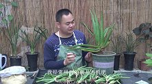 养芦荟，论底肥的重要性，满盆爆小芽，可不是吹的！