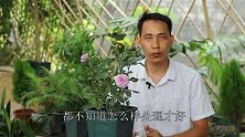 养月季想要更轻松，送你“养花宝典”