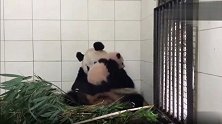 胖大海被麻麻抱着狂亲，麻麻好像亲不够似的