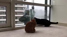 两只喵蹲守在窗前，等高空玻璃清洁叔叔来陪它们玩，好有爱