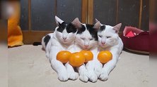 趴好的三只猫咪，在它们手上放果子也不动，真是太乖了！