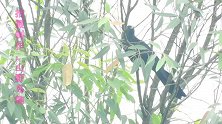 红眼睛鬼鸟噪鹃，噪鹃叫声，这次只叫了几声就飞走了