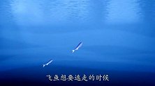 海底小纵队：小纵队热心肠，发现飞鱼受伤，立刻出手帮忙