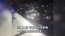 汕头海域鱼群炸窝！船锚一扔鱼儿们瞬间蹦上船，评论区网友急坏