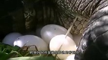 巨蜥偷鳄鱼蛋吃，不料被鳄鱼妈妈发现了，最后的结局会如何