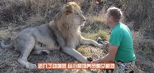 狮子发狂袭击饲养员，一旁的母狮突然上前，镜头拍下感人瞬间