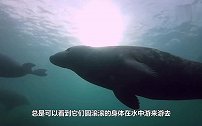 海豹一直拉着潜水员的手，让他很困惑，直到海豹往后一躺才秒懂