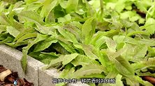 莴苣和它一起吃，血压降了，血糖稳了，给血管来个大扫除！
