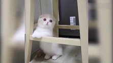 小猫咪：好无聊，该玩点什么呢