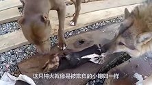 把二哈和狼关在一起，若非镜头拍下，谁会想到二哈会干这事儿