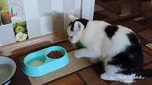 猫咪吃食方式太别致,看一次笑一次！网友：这模仿力也太强了