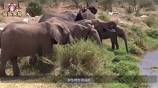 大象遭狮群围攻，大象拼死反抗，奈何狮子数量太多了