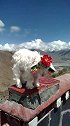 羊湖路上岗巴拉山，美羊羊已成当地藏民摇钱树了