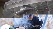零下180度的液氮有多厉害？活鱼被丢进去，6秒后不忍直视