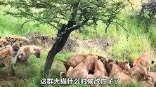 鬣狗吃了熊心豹子胆，连狮群的猎物都敢抢，看看狮子如何应对