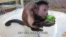 猴子吃了一口辣椒，接下来反应太逗，游客纷纷傻眼！