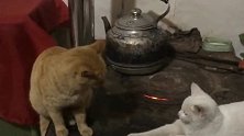 猫咪们在温暖的炉子上，这就是家猫的幸福，工人都没有的幸福！