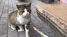 好心人给了流浪猫一条小鱼干，小家伙砸吧砸吧的吃得真开心！